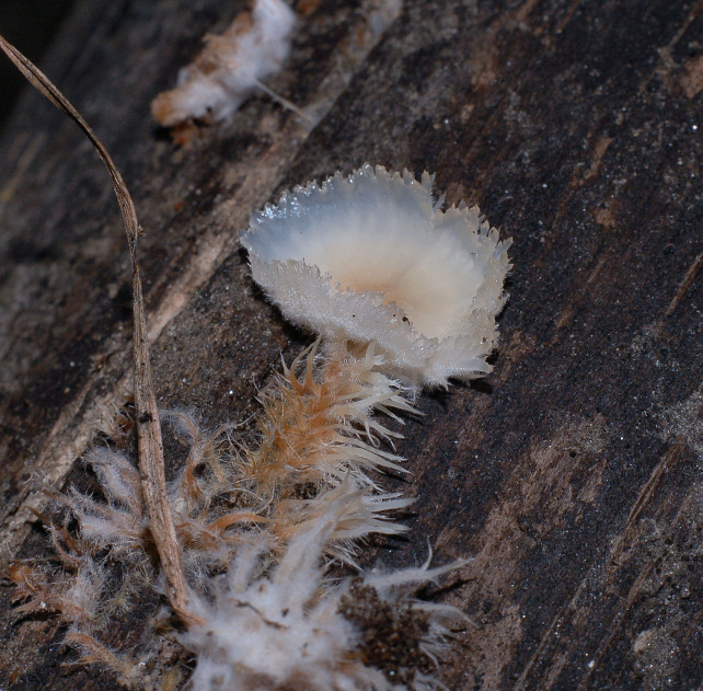 Lignicolo da determinare (Merulius tremellosus)